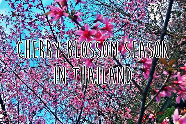 Cherry Blossom - Doi Pui - Chiang Mai - Thailand