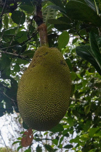 fruit malaysia borneo
