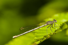 Agrion - Photo of Tronchoy