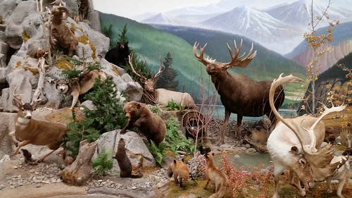 elko museum wildlife