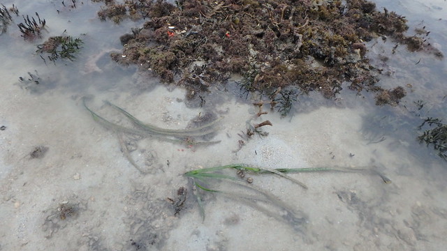Long Tape seagrass (Enhalus acoroides) growing near reef edge