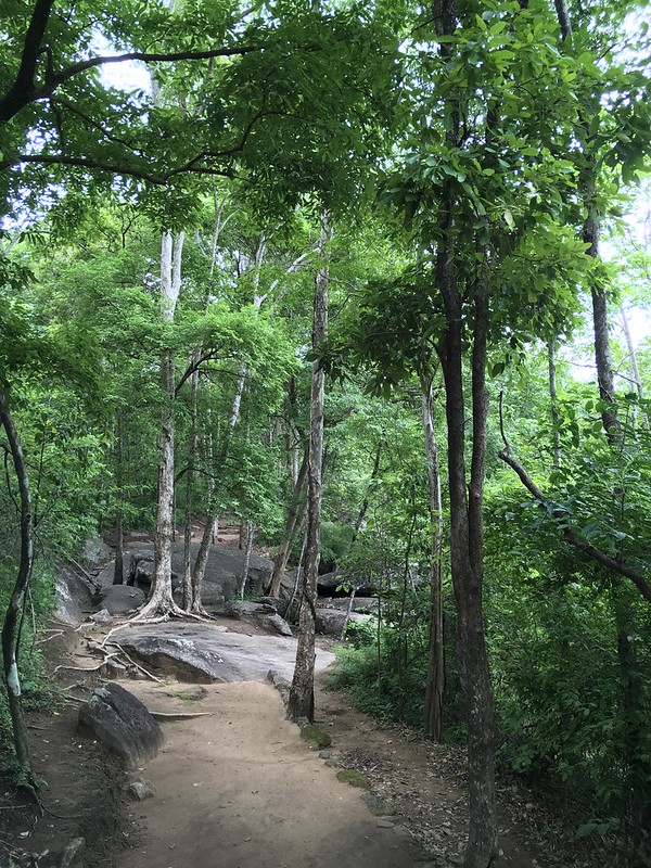 Forest Trail ทางเท้าในป่า