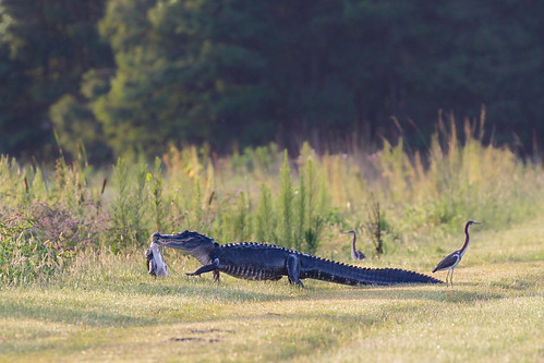 alligatormississippiensis americanalligator alligator gator florida orlandowetlandspark