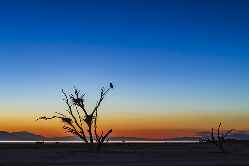 saltonsea playa desert california bird sunset sky lake birdsnests nests birds colorful gradient