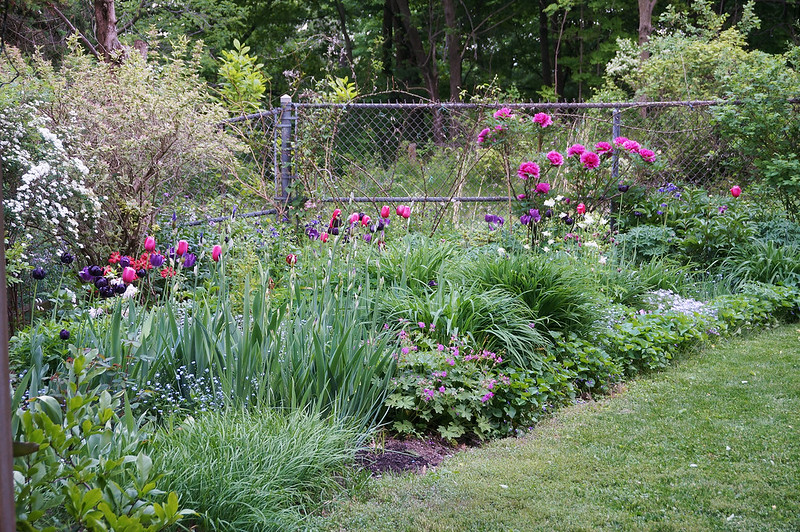 garden in May 2018-16
