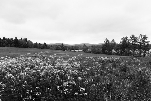 meadow green park edith wharton open area field wildflowers berkshires massachusetts berkshire lee lenox laurellake laurel lake hills mounds openspace fujifilm x100f fuji wclx100 acros digitalacros grass