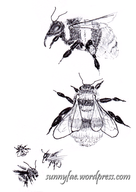 Sketch of bees drawn in biro