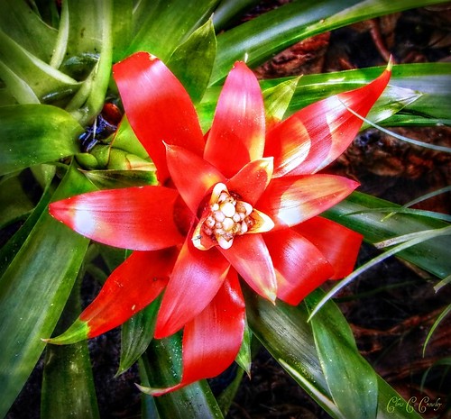 tropicalred redbromeliad flower plant botanical floral tropical florida sugarmillgardens garden portorangeflorida