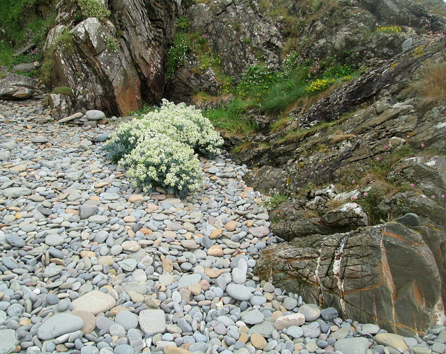 flowers , St Ninian's beach