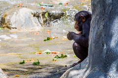 Los Angeles Zoo - Chimpanzee