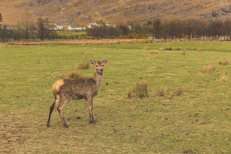 Deer Museum - Torridon - Scotland 2017