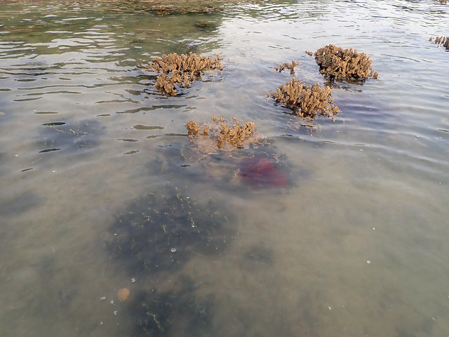 Mass death at Serapong, Jun 2018 - Ridged montipora coral (Montipora sp.)