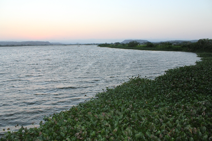 Humedal de La Segua. Estuario del Río Chone
