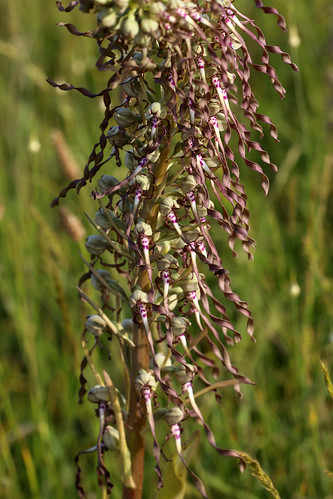 Lizard Orchid Himantoglossum hircinum