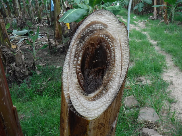 Banana Plant Stump