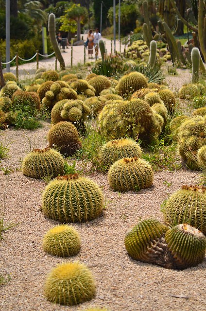 kaktuksia