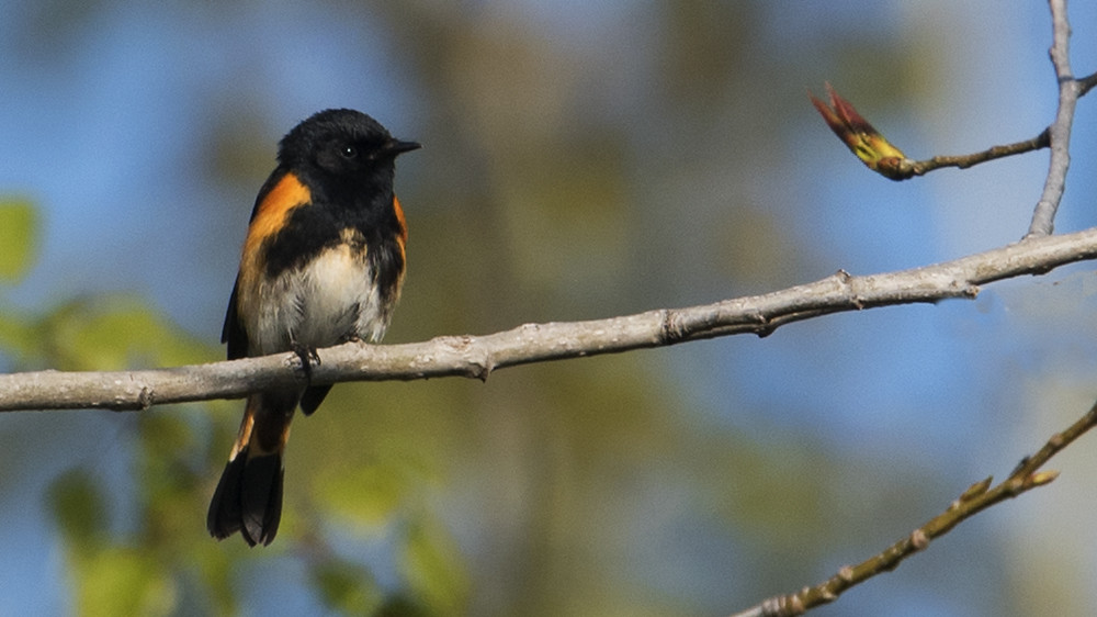 Tawas Point S.P.: American Redstart