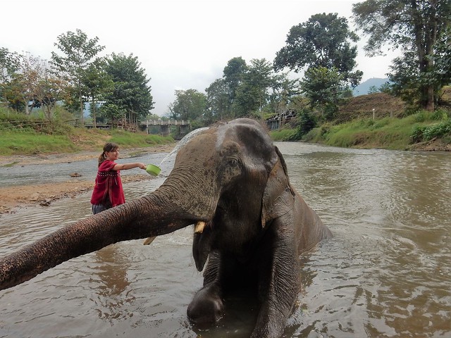 Chiang Mai, un día entre elefantes - FIN DE AÑO EN EL NORTE DE TAILANDIA (24)