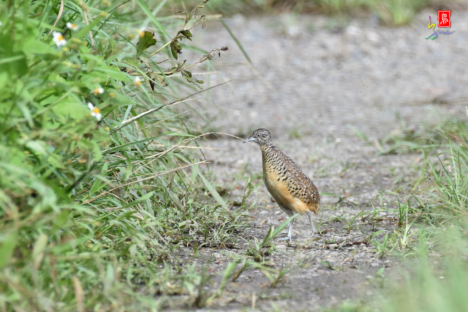 Barred_Buttonquail_4614