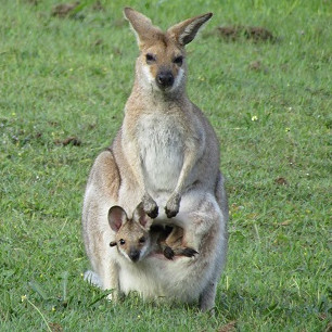 mama wallaby and joey - Copy