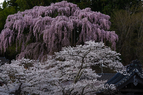 桜 福島県 一本桜 cherryblossoms fukushima landscape nature japan 2018 福聚寺の桜 fukujujisakura