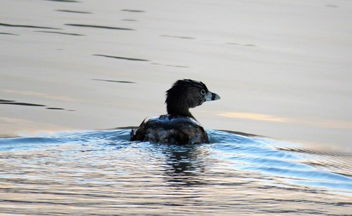 grebe piedbilled waterfowl frantzlake lake statewildlifearea swa sunrise morning bird