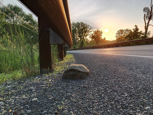 tortoise turtle snappingturtle sunset hdr sauconvalleycountryclub laurelrun road barrier