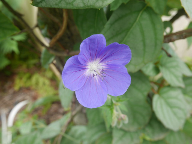 Geranium 'Brookside' 41661612435_115607e471_z