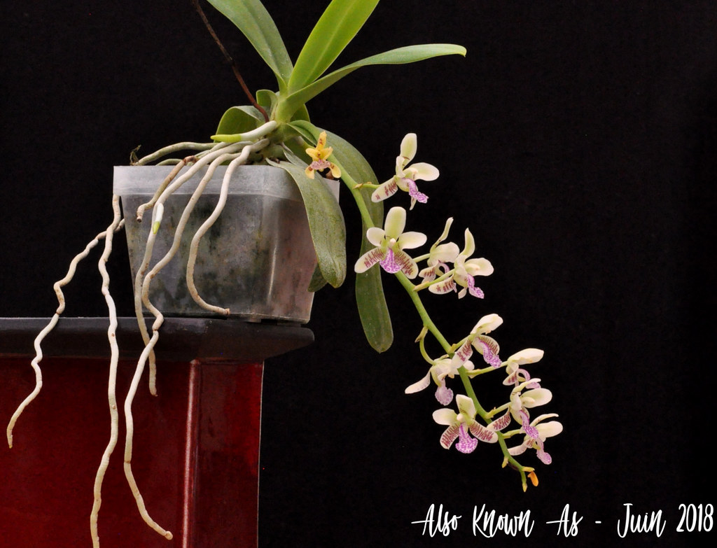 Phalaenopsis japonica 42486454682_a03513d73a_b