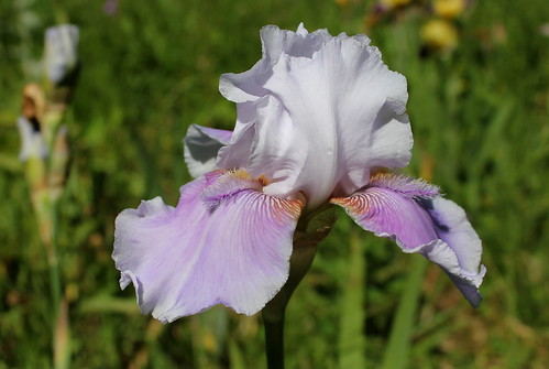 Iris 'Epée Violette' - Bourdillon 2004 27979555797_cc4c65c64d