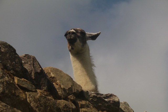 Machu Picchu, Peru 2018