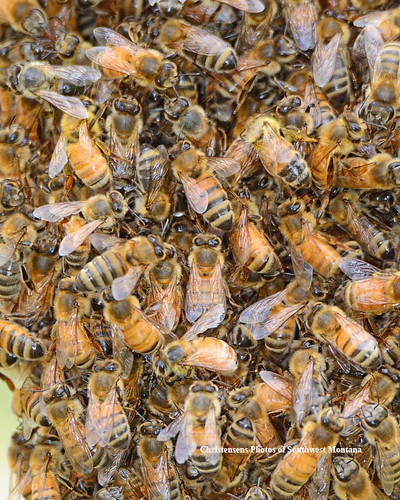 honey bee honeybee insect bug swarm hive wildlife nature spring springtime rocky mountains rockies rockymountains beaverhead dillon beaverheaddeerlodgenationalforest montana photosofsouthwestmontana bradchristensen