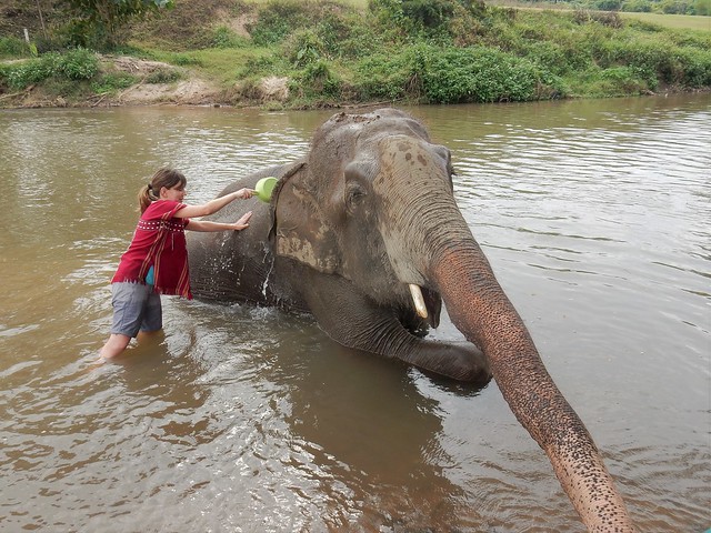 Chiang Mai, un día entre elefantes - FIN DE AÑO EN EL NORTE DE TAILANDIA (25)