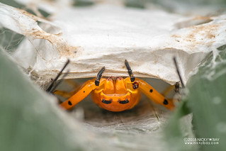Red-spotted crab spider (Platythomisus sibayius) - DSC_5287