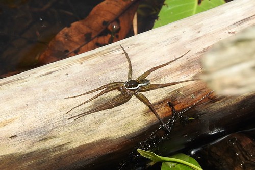6-spotted fishing spider