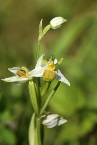 Bee Orchid Ophrys apifera var. choriantha
