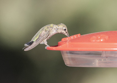 hummingbird_on_feeder-20180620-101