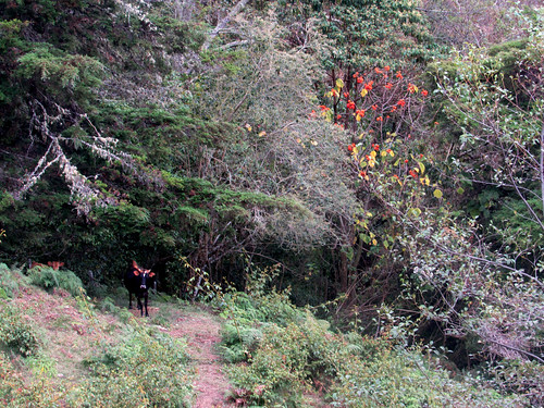 toro animal paisaje montaña colina pendiente ladera campo rural agricultura caminata tronco madera árboles bosque vegetación hojas rojo amarillo potrero