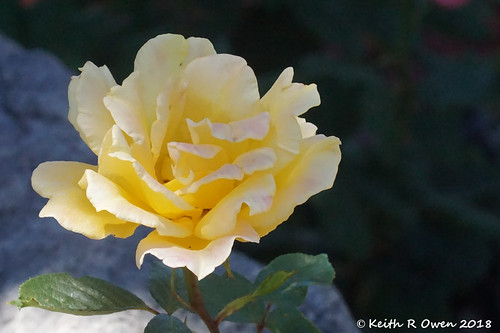 oregon arlington rose flower yellow