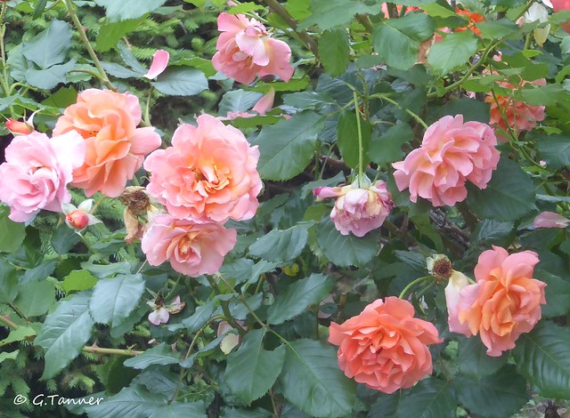 Grüße aus meinem Rosengarten