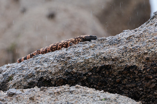 lizard reptile rain rocks chollamountainlooptrail brownsranch mcdowellsonoranpreserve scottsdale arizona desert sonorandesert gilamonster