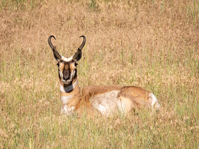 solitary male pronghorn
