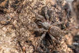 Curtain-web spider (Dipluridae) - DSC_4966