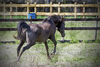 Brian_Wild One 2 LG Textures_041617_2D