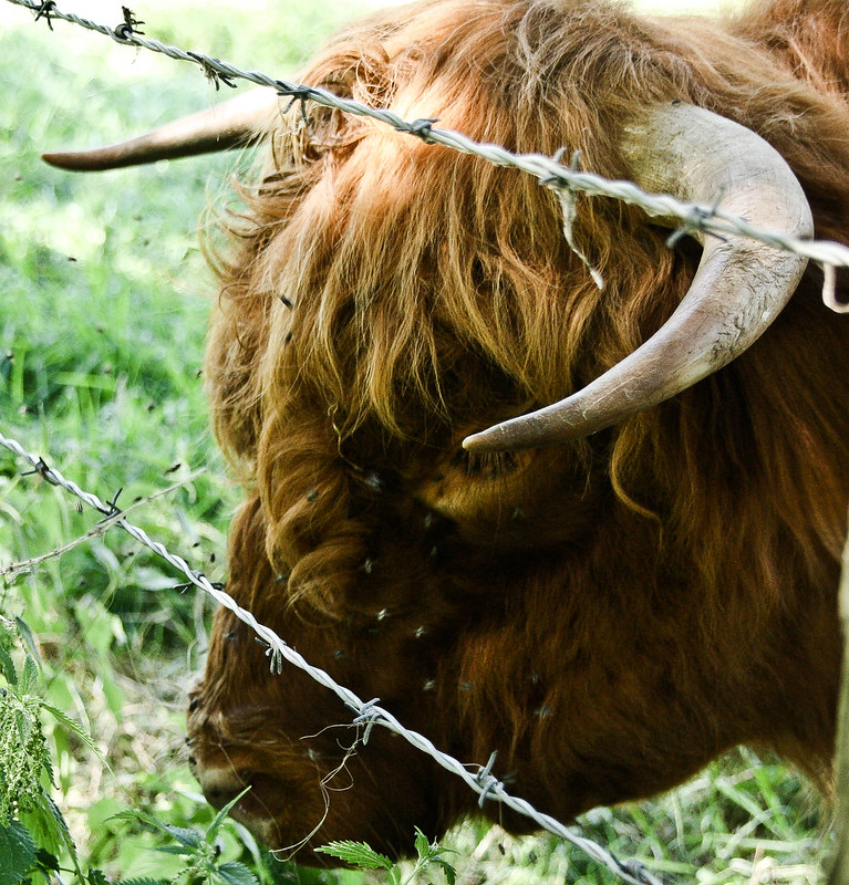 Vache des Highlands 1
