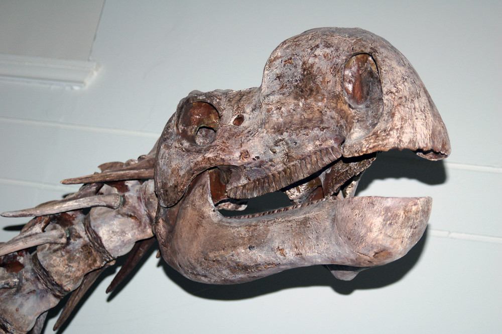 Mounted skull of a Muttaburrasaurus langdoni at the Australian Museum, Sydney. Photo taken on April 19, 2008.