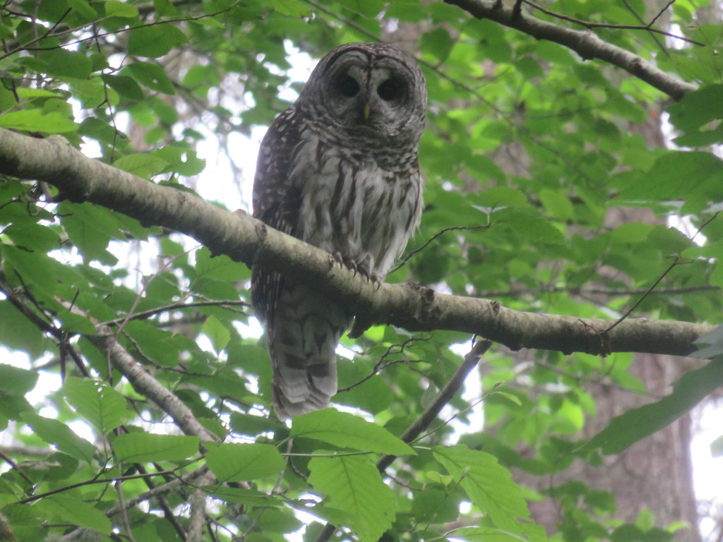 Owl taken In Mack Laing Nature Park Comox.