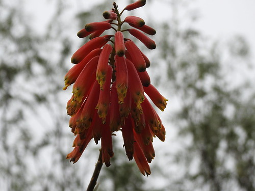 australia caloola garden sunbury victoria