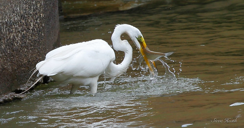 greategret egrets texas water birds fish fishing lake cedarcreek