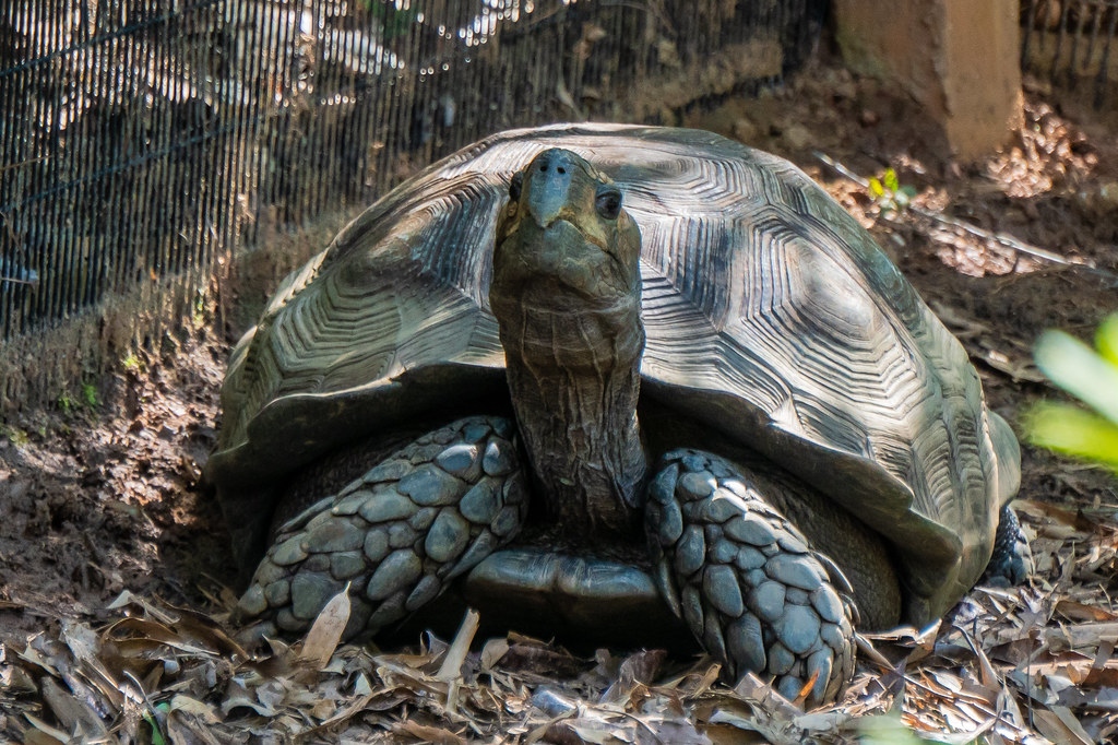 Burmese Mountain Tortoise_4